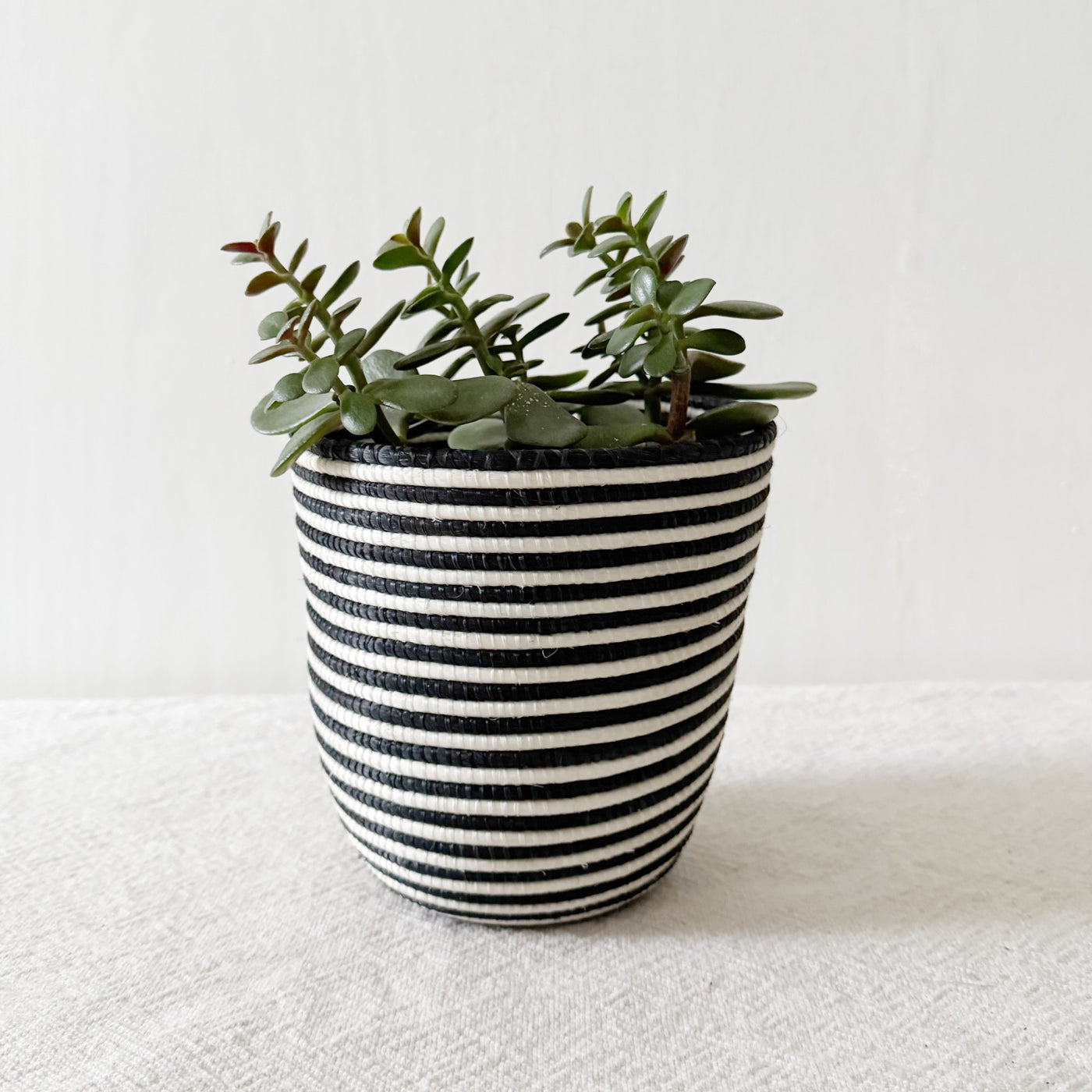 Storage Plant Basket: Lumbwe