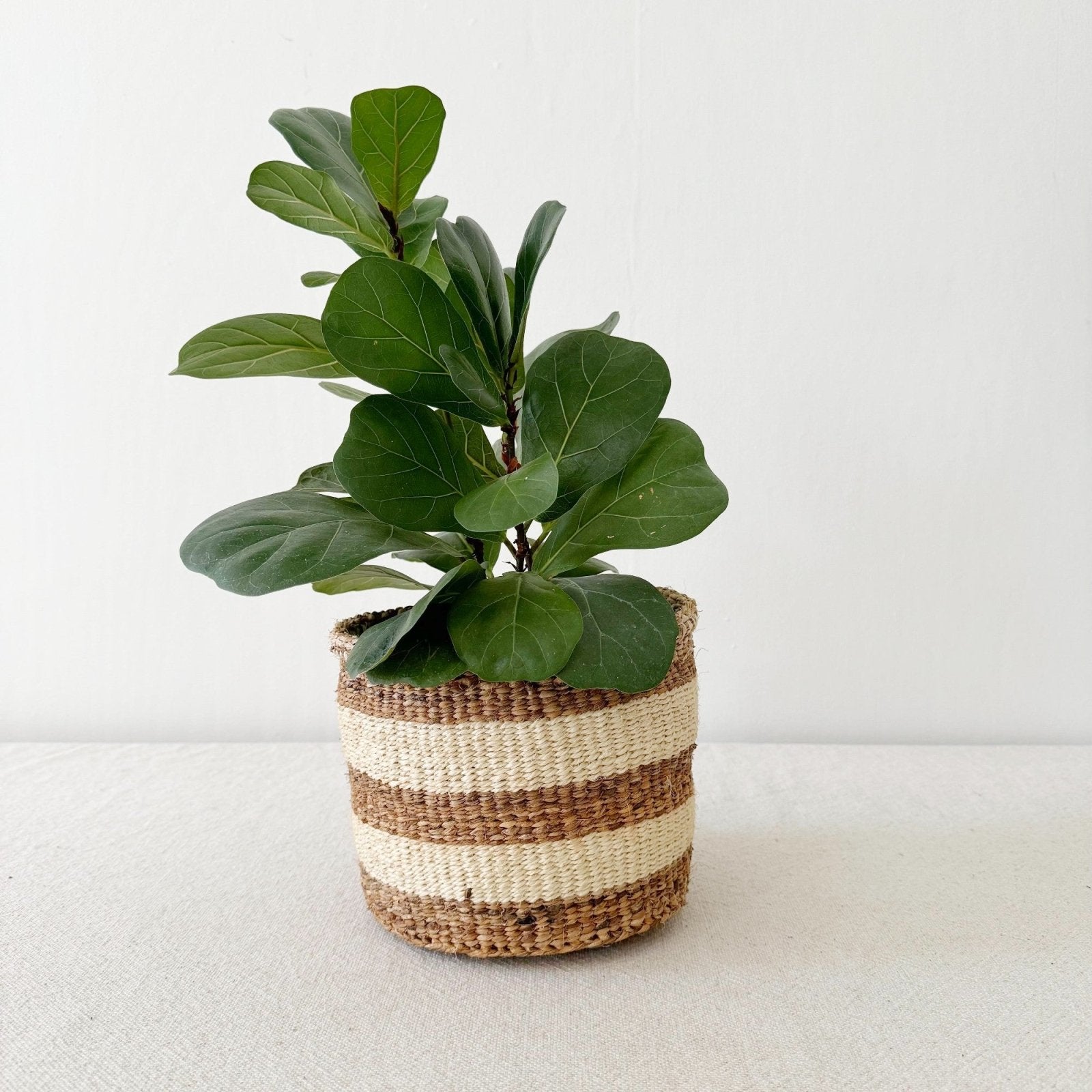 Storage Plant Basket: Banana Stripe - Amsha