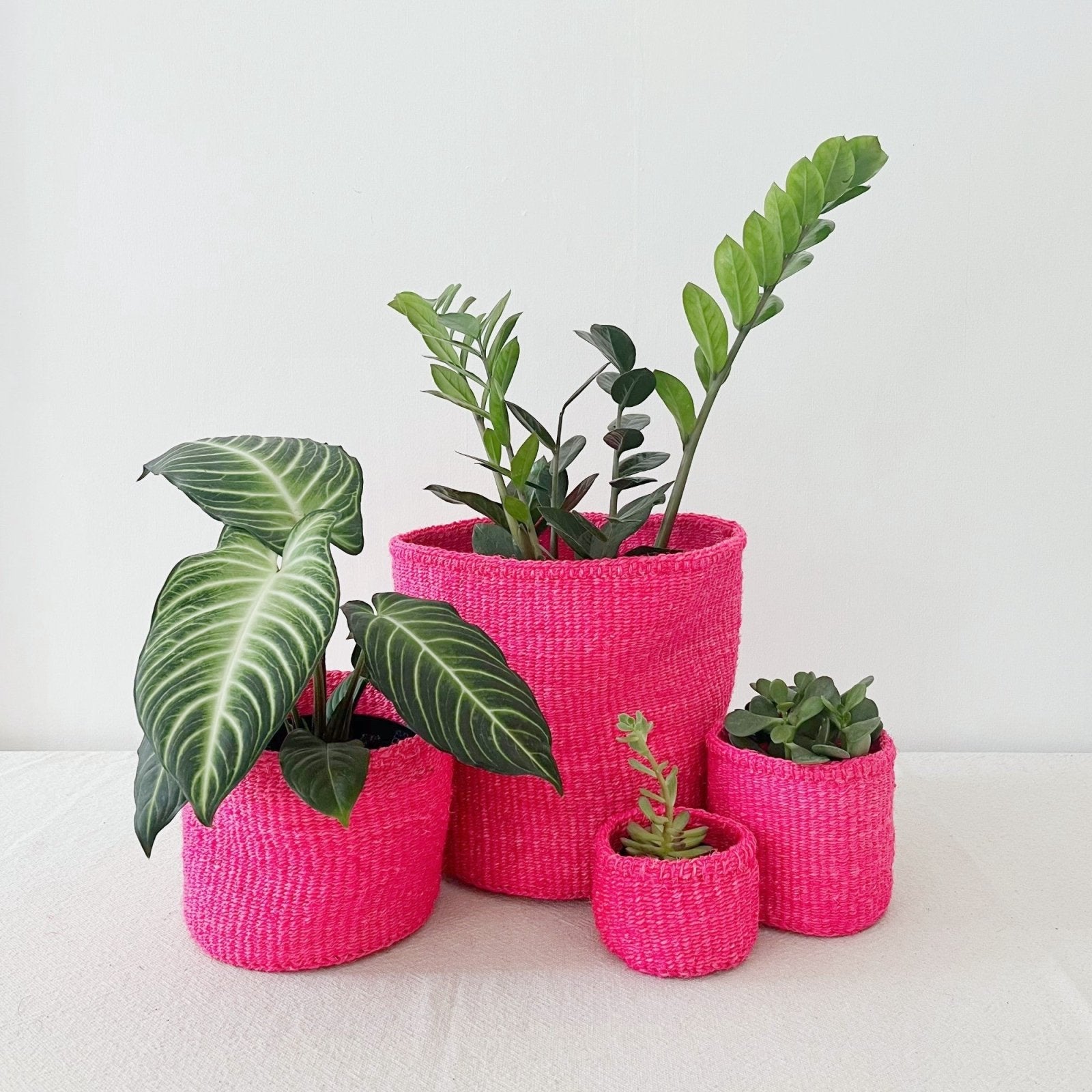 Storage Plant Basket: Dragonfruit - Amsha