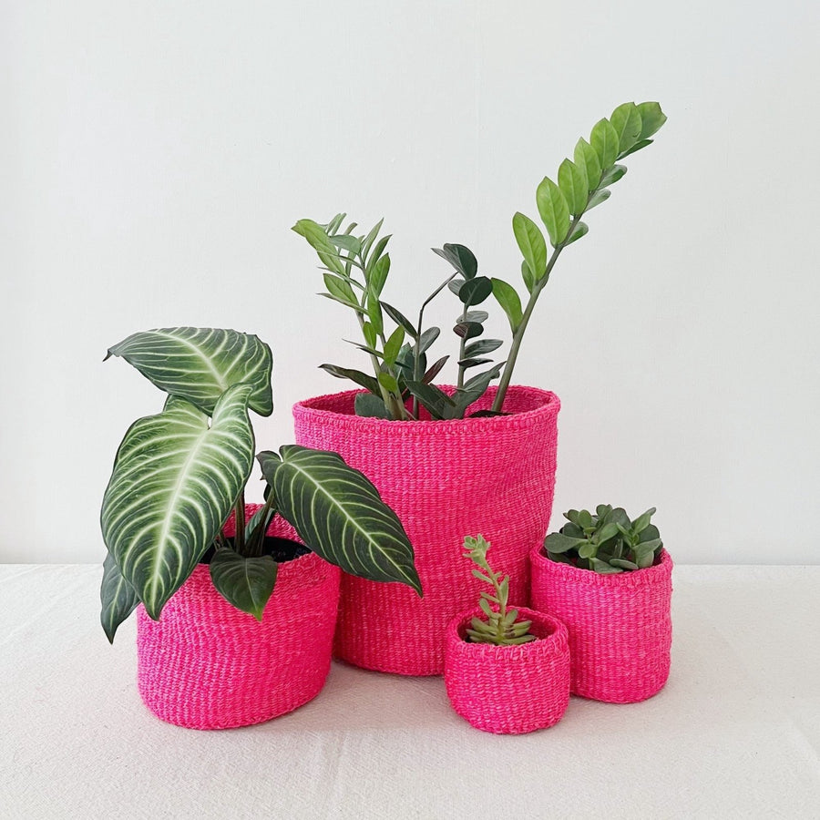 Storage Plant Basket: Dragonfruit - Amsha