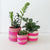 Storage Plant Basket: Flamingo