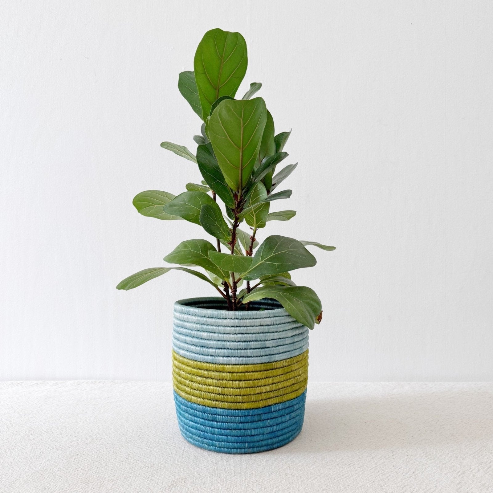 Storage Plant Basket: Kakobe - Amsha