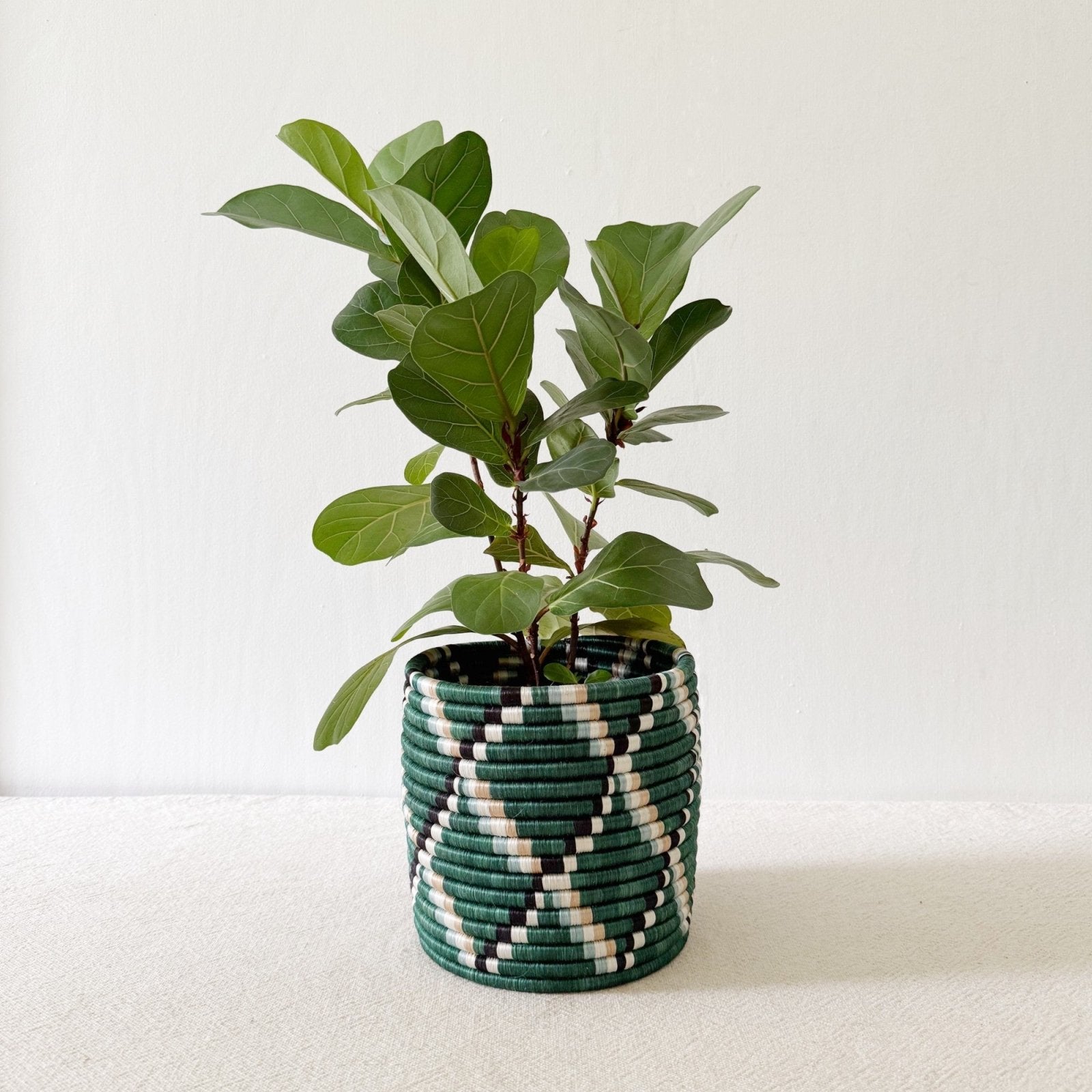 Storage Plant Basket: Kasuga - Amsha