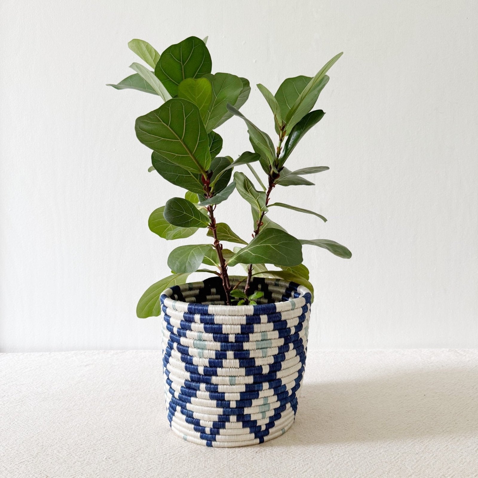 Storage Plant Basket: Musasa - Amsha