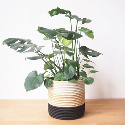 Cave Storage Basket - Amsha
