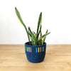 Shembe Basket Planter - Amsha