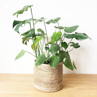 Storage Basket: Banana Leaf - Amsha