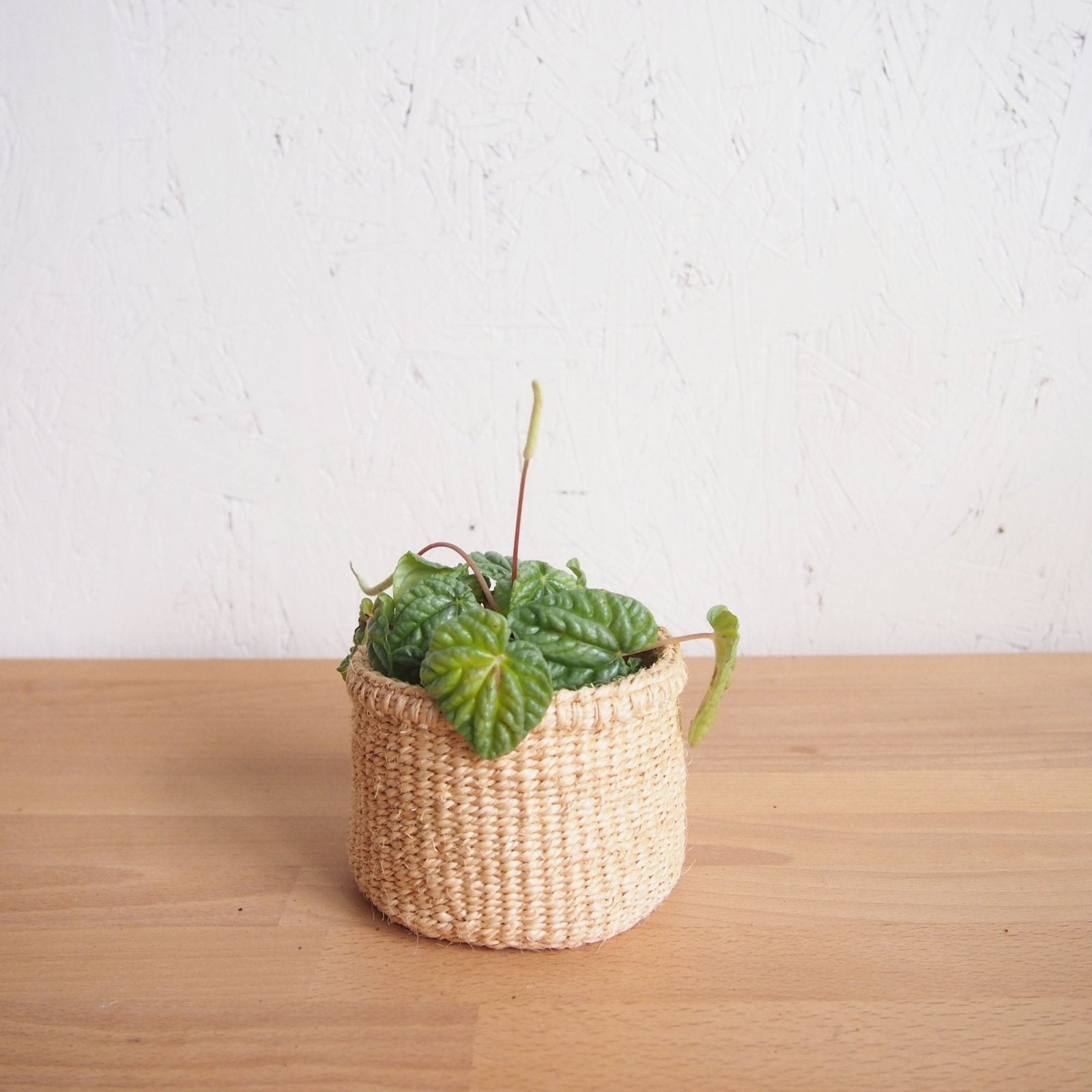 Storage Basket: Oats - Amsha