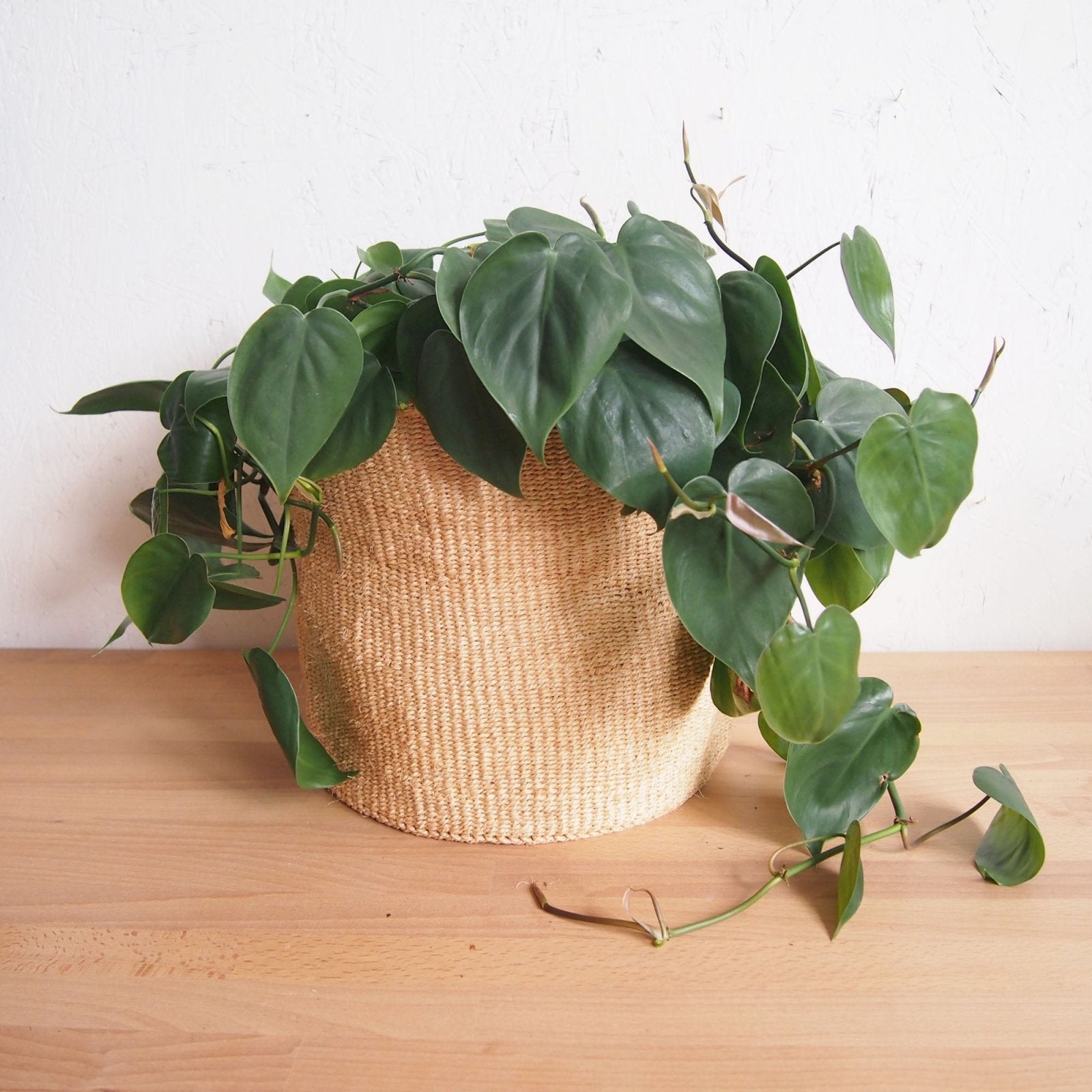 Storage Basket: Oats - Amsha